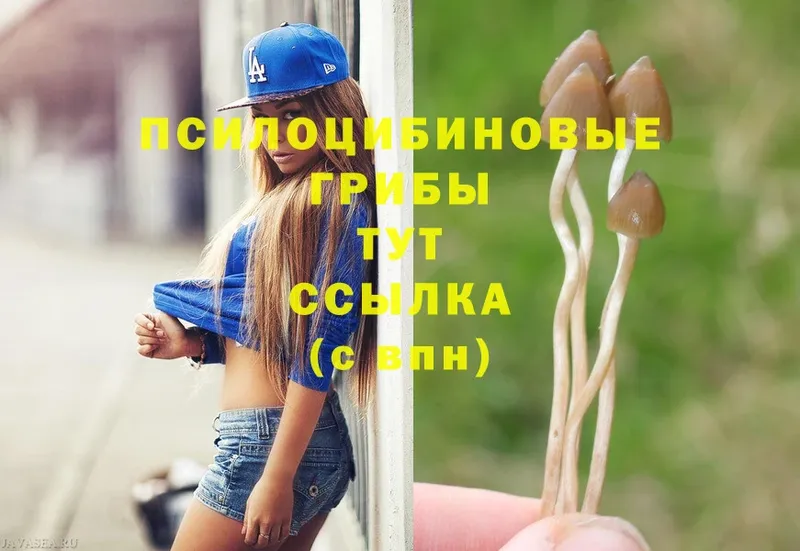 Псилоцибиновые грибы Psilocybine cubensis  Белозерск 